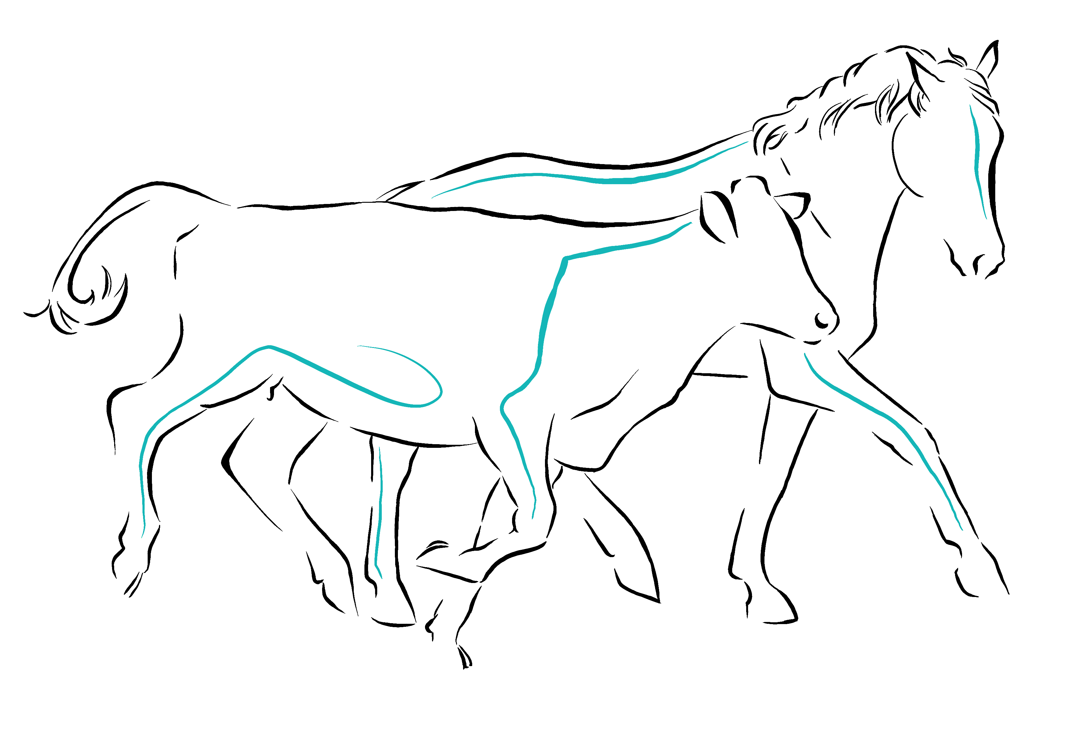 OSTEOTRAINING